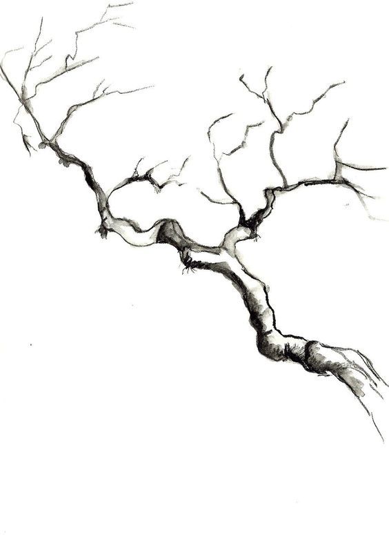 a black and white drawing of a tree branch with no leaves on it, against a white background