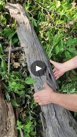 a person holding onto a tree trunk with one hand and another hand reaching for it