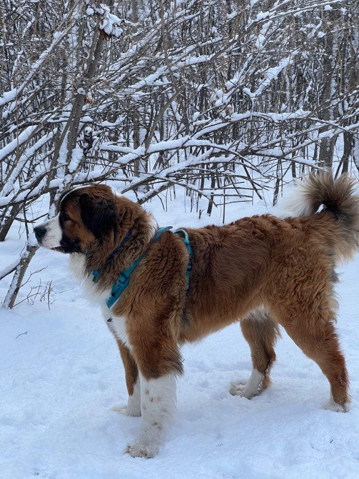 Half St. Bernard, Bernese Mountain dog puppy playing in the snow looking in the distance St Bernard Australian Shepherd, St Bernard Aesthetic, St Bernese, Dogs In Snow, Saint Bernard Puppy, Bernese Puppy, Puppy Playing, St Bernards, St Bernard Dog