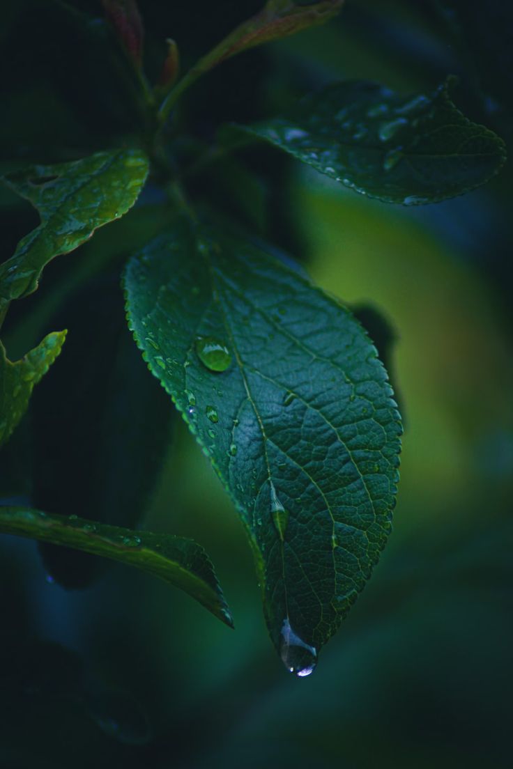 a green leaf with drops of water on it's leaves, in the dark