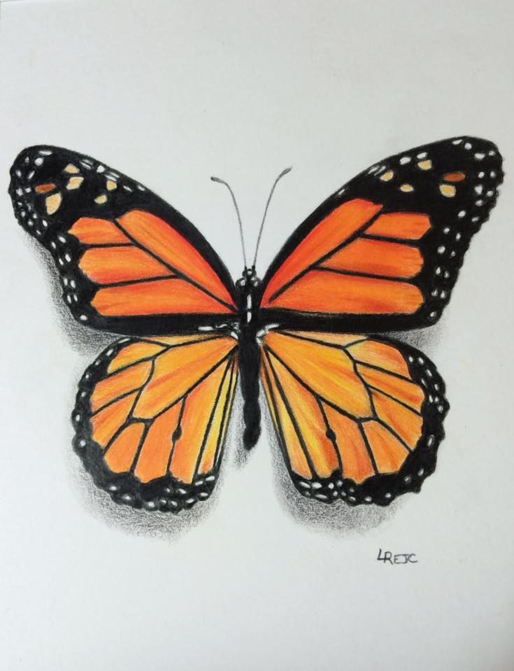 an orange and black butterfly with white dots on it's wings, sitting on a white surface