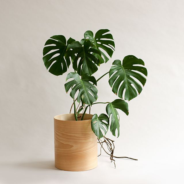 a potted plant with large green leaves in it's center, on a white background