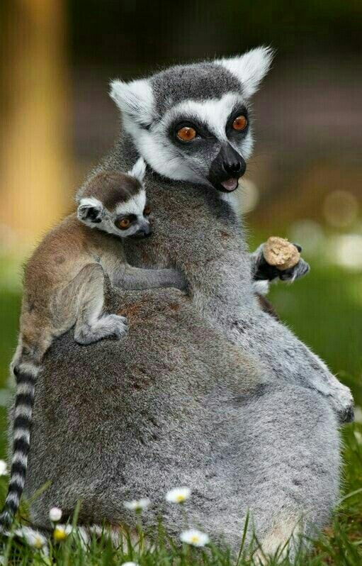 a couple of animals sitting on top of each other in the grass with flowers around them