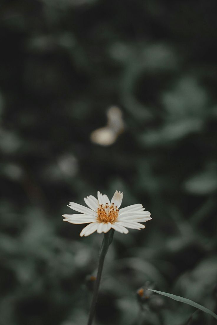 a single white flower sitting on top of a lush green field