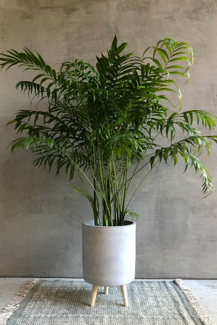 a potted plant sitting on top of a rug