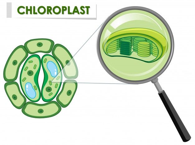 a magnifying glass showing the structure of a chlooplast