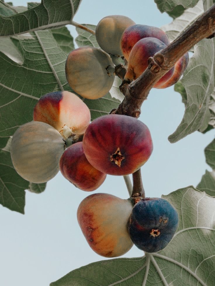 the fruit is still on the tree and ready to be picked from it's branches