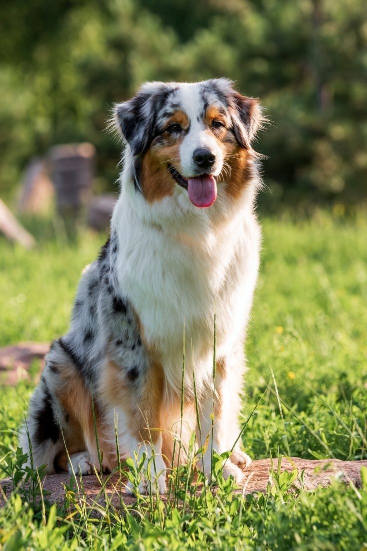 a dog sitting in the grass with its tongue out