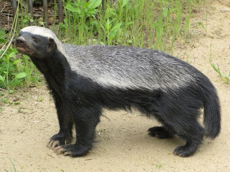 a black and white animal standing on top of a dirt road next to tall grass