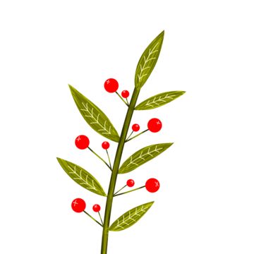 red berry,berry,green leaves,leaves,christmas,red,leaf,green,holly,nature,plant,food,winter,decoration,holiday,berries,december,fruit,watercolor,isolated,greeting,festive,holly berry,red berries,branch,sweet,rustic decor,chrismast,atmosphere,leaves with berry,leaf green,leaf with berry,sparkle,berry cute,leaves nature,fall,season,autumn,a red plum,cranberry,floral,syrup,berries clip art,wintersweet,forest,lingonberry,freshness,fresh,natural,healthy,organic Fruit Watercolor, Holiday Berries, Nature Fall, Christmas Branches, Leaves Png, Berry Berry, Branch Vector, Red Plum, Winter Decoration