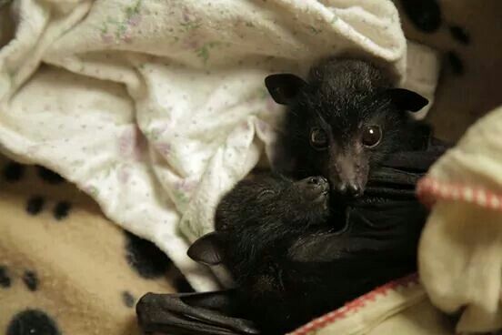 a baby bat laying on top of a blanket