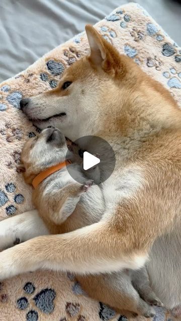 a dog laying on top of a bed next to another dog