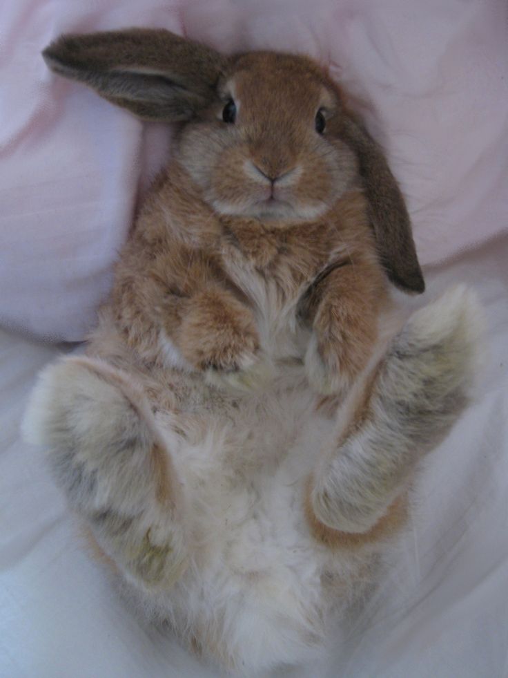 a brown and white rabbit sitting on its hind legs with it's front paws in the air