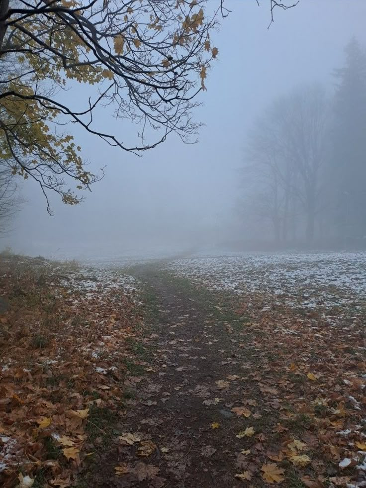 a foggy path in the woods with leaves on the ground