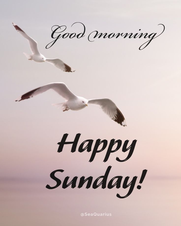 two seagulls are flying in the sky and one is saying good morning happy sunday