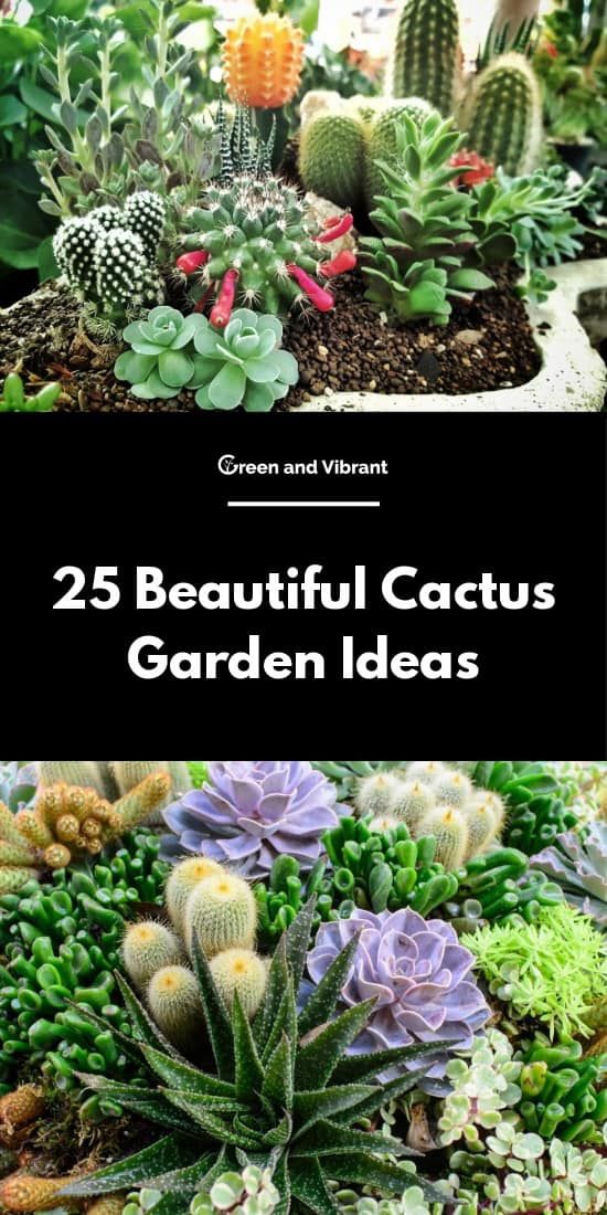 25 beautiful cactus garden ideas that are easy to grow and care for the plants in your yard