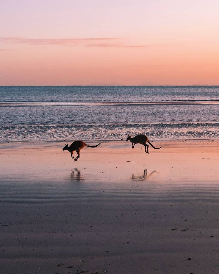 two dogs running on the beach at sunset