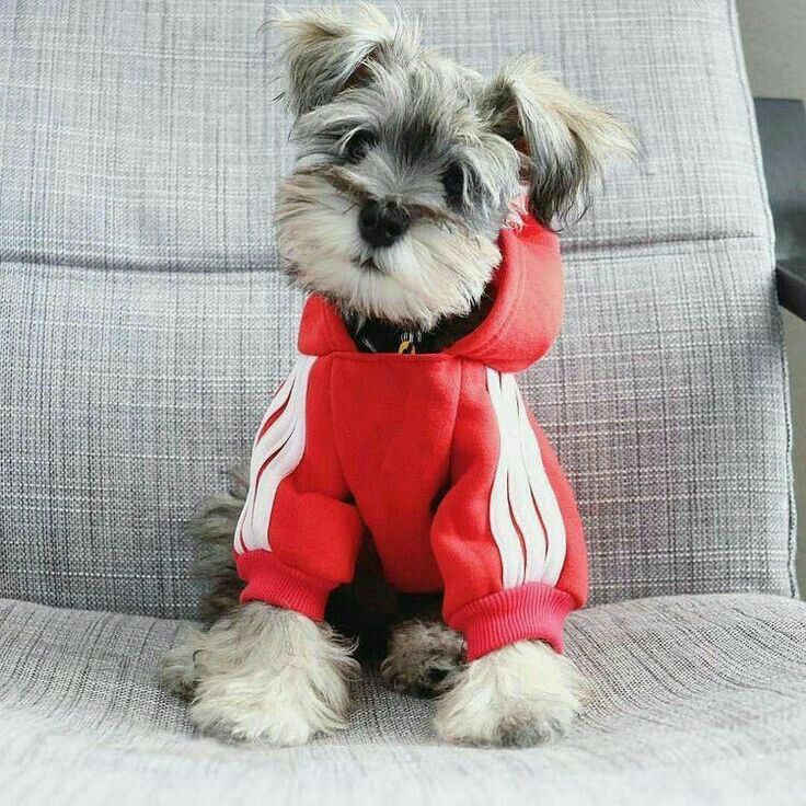 a small dog sitting on top of a couch wearing a red shirt and hoodie