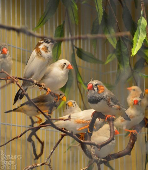 a group of birds sitting on top of a tree branch in front of a cage