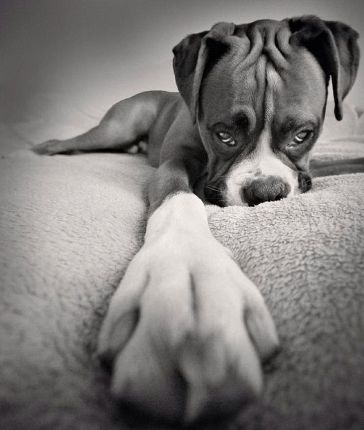 a black and white photo of a dog laying on the floor with its paw up