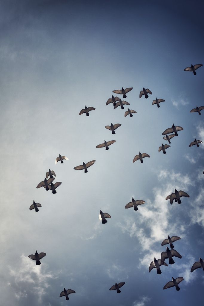 a flock of birds flying in the sky with dark clouds behind them and black and white photograph