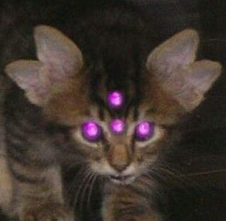 a cat with glowing purple eyes sitting on top of a table