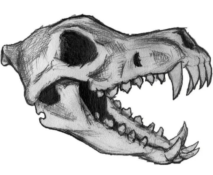 a drawing of a dinosaur skull with its mouth open