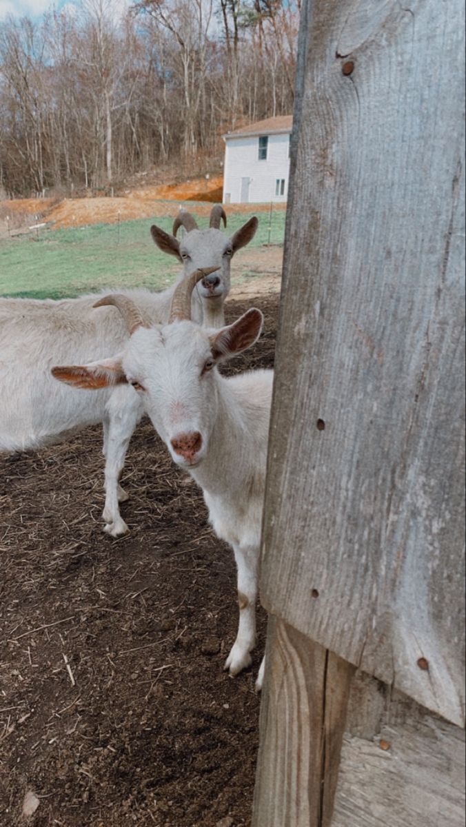 two white goats standing next to each other