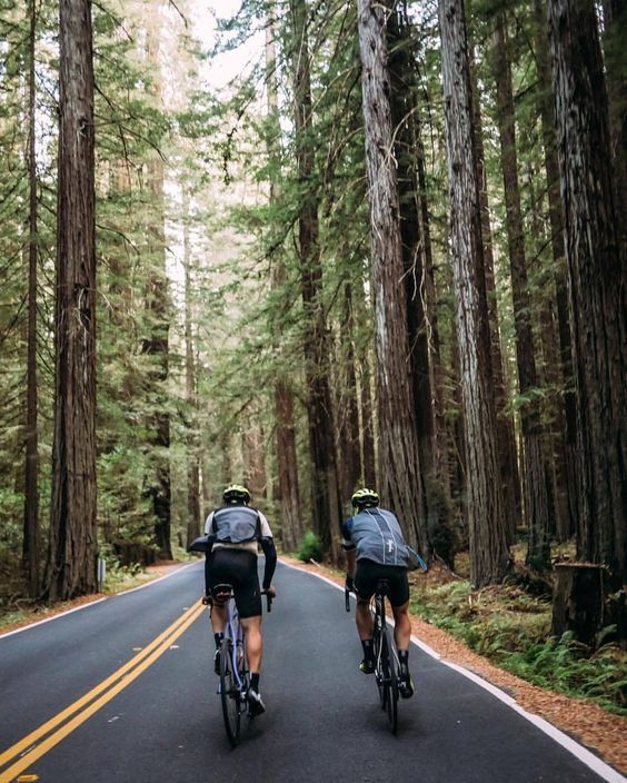 two bicyclists riding down the road in front of tall trees