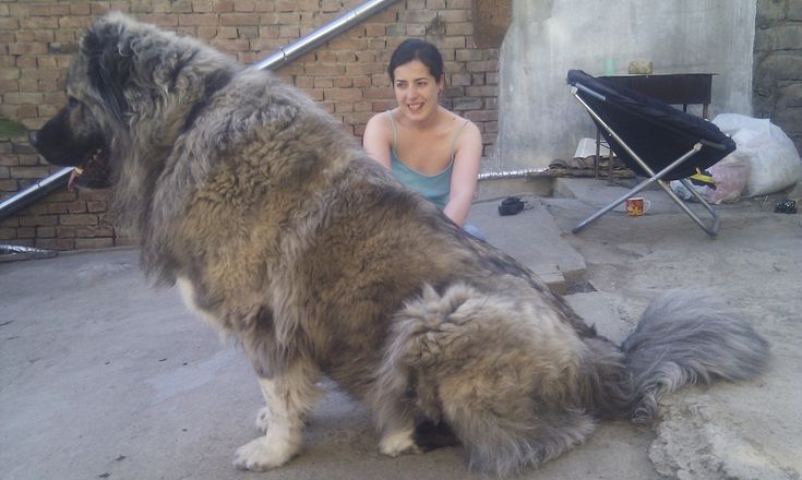 a woman sitting next to a big furry dog