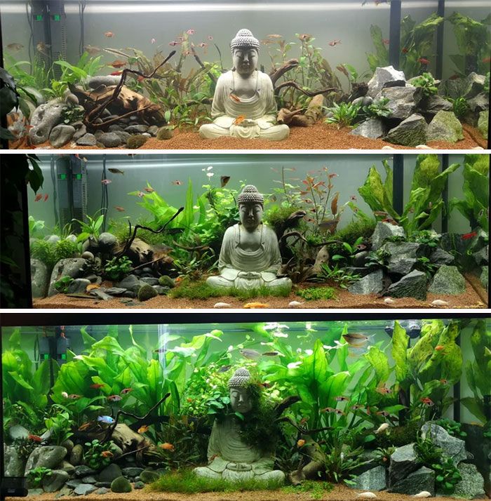 an aquarium filled with plants and buddha statues