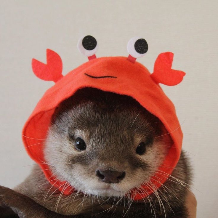 a ferret wearing a crab costume on top of it's head and looking at the camera