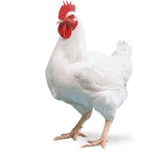 a white chicken with a red comb on it's head is standing in front of a white background