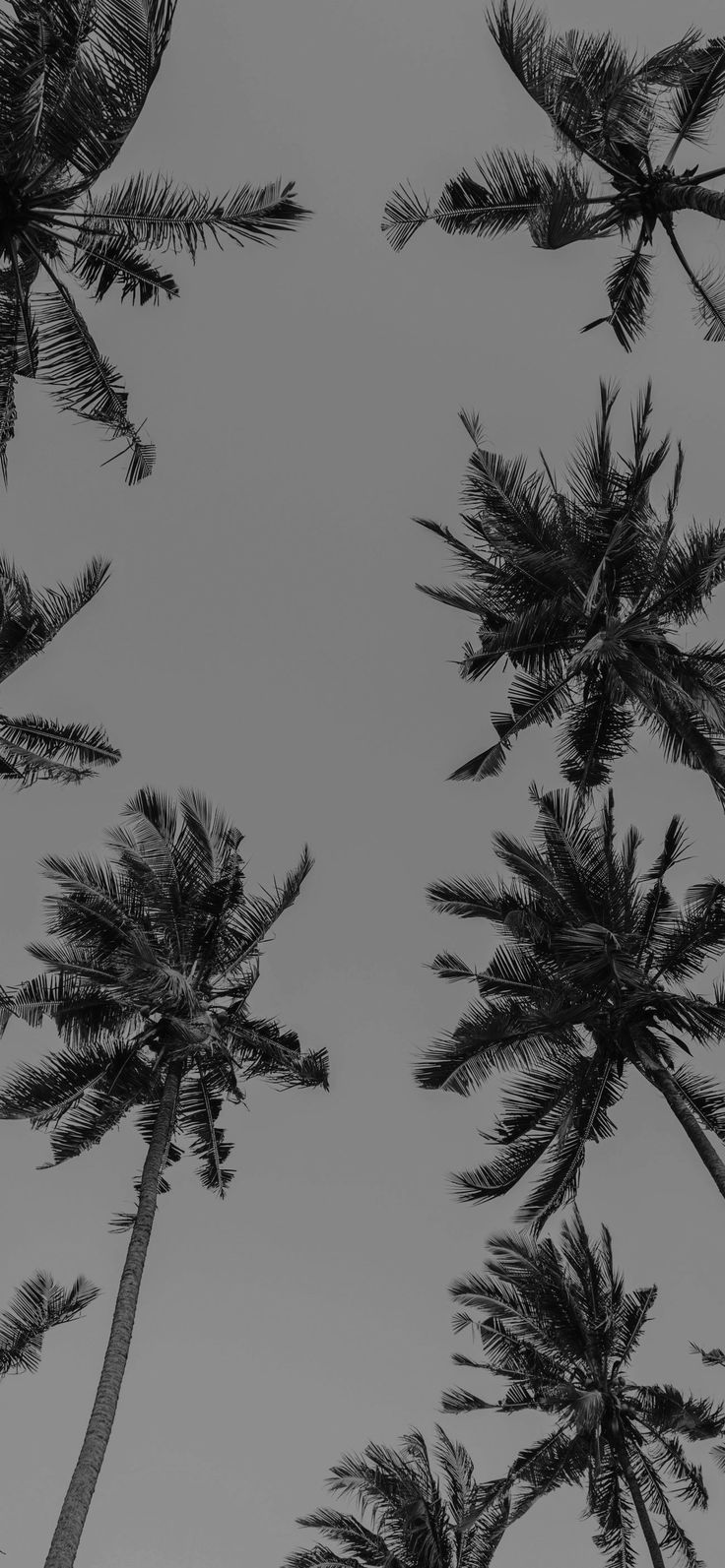 black and white photograph of tall palm trees