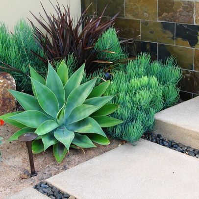 a green plant sitting next to some rocks and plants on the side of a building