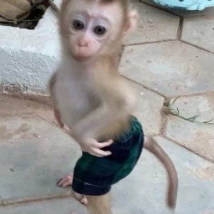 a small monkey standing on its hind legs with his hands in it's pockets