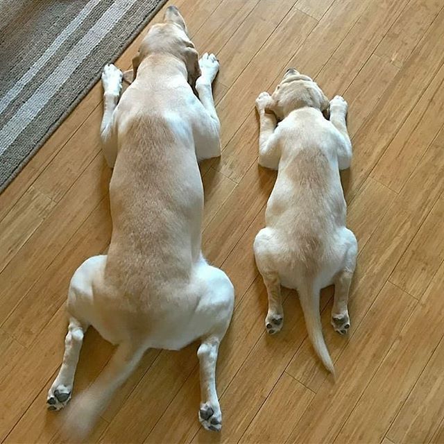 two dogs are laying on the floor and one is trying to get up from the other