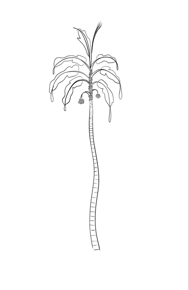 Colombian palm tree. Chontaduro is a Colombian fruit. Tattoo ideas for a minimal tattoo. Fine line tattoo. Tattoo inspiration. Colombian Tattoos, Colombian Tattoo Ideas, Colombian Tattoo, Fruit Tattoo, Tattoo Minimal, Palm Tree Tattoo, Minimalist Tattoos, Line Work Tattoo, Tree Tattoo