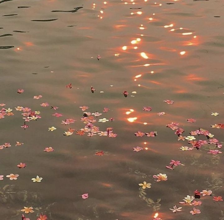 flowers floating on the water at sunset