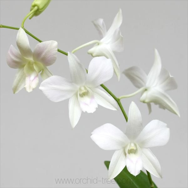 some white flowers are in a glass vase