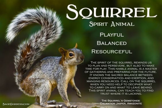 a squirrel is standing on top of a rock with the words squirrel spirit animal playful balanced resourceful