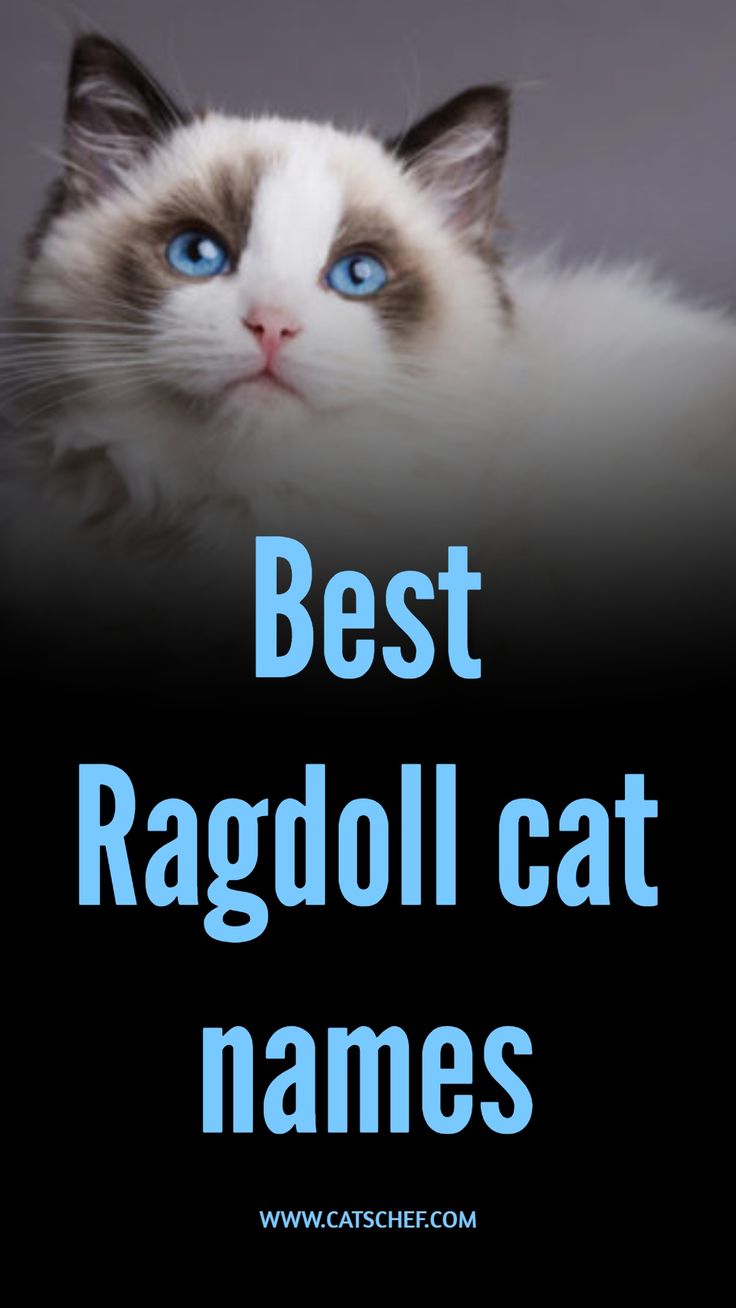 a white and blue cat with the words'best ragdoll cat names '