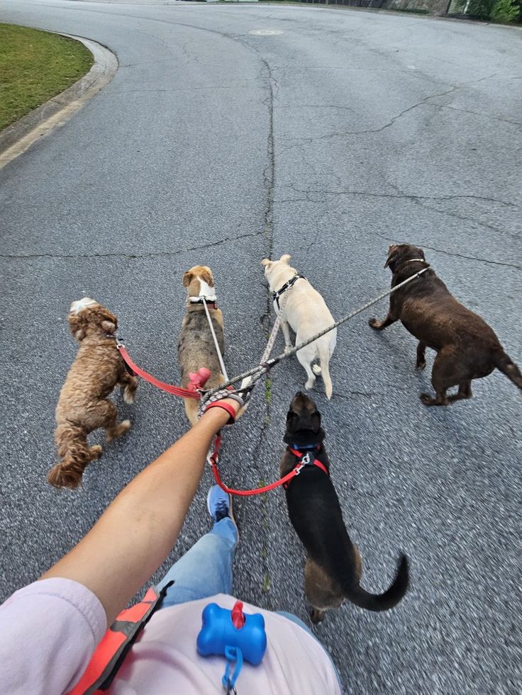 four dogs on leashes being held by someone's hand while walking down the street