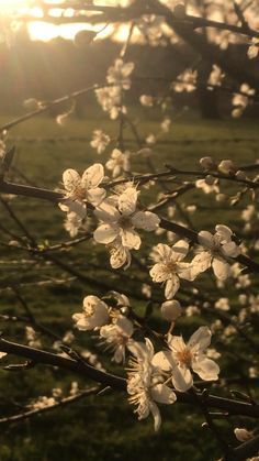 the sun shines through the branches of an apple tree with white flowers on it