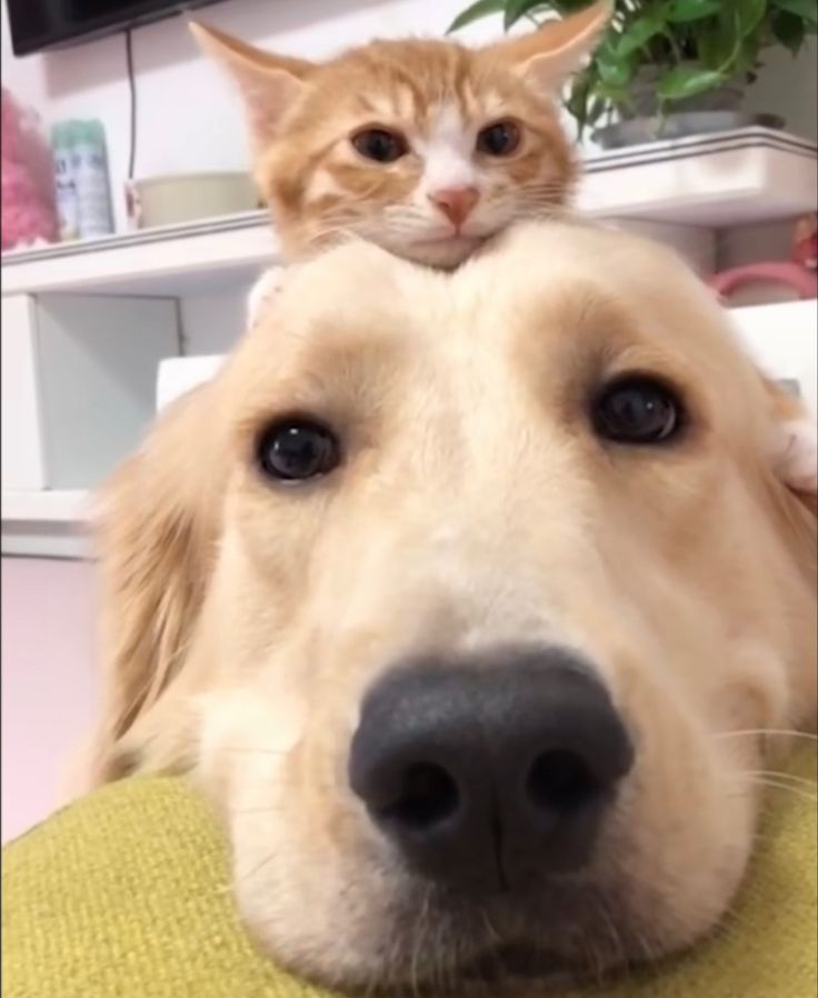 a cat is sitting on the back of a dog's head while it looks at the camera