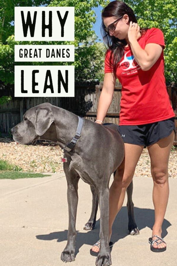 a woman in red shirt standing next to a gray dog with white sign that says why great danes lean