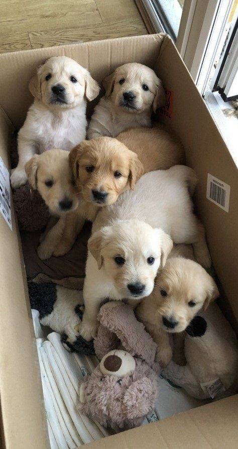 several puppies are laying in a cardboard box with stuffed animals on the floor next to them