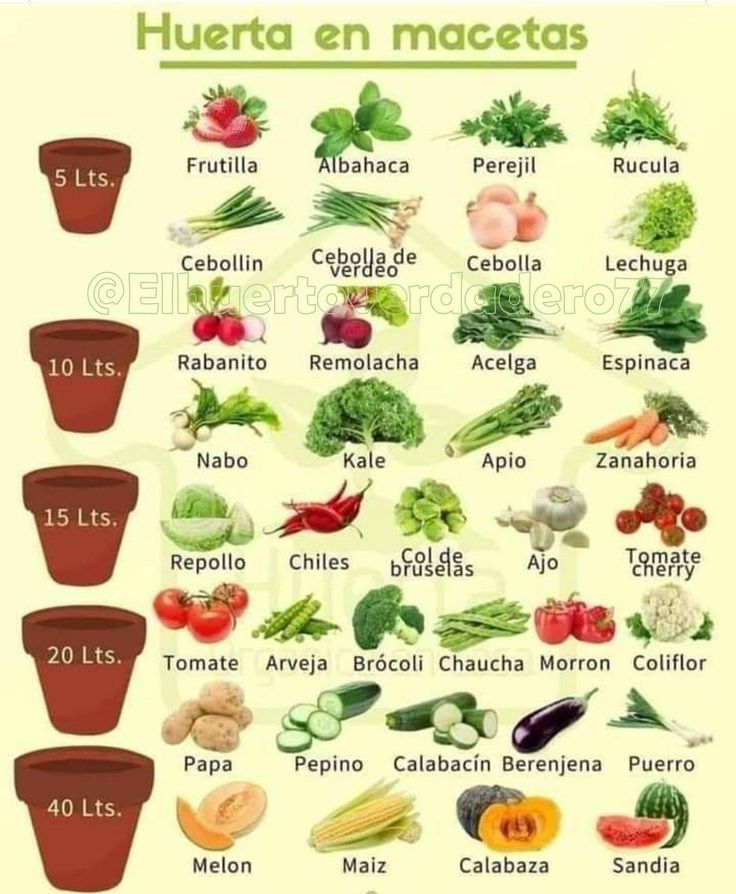 a poster showing different types of vegetables and their names in spanish, with pictures of them