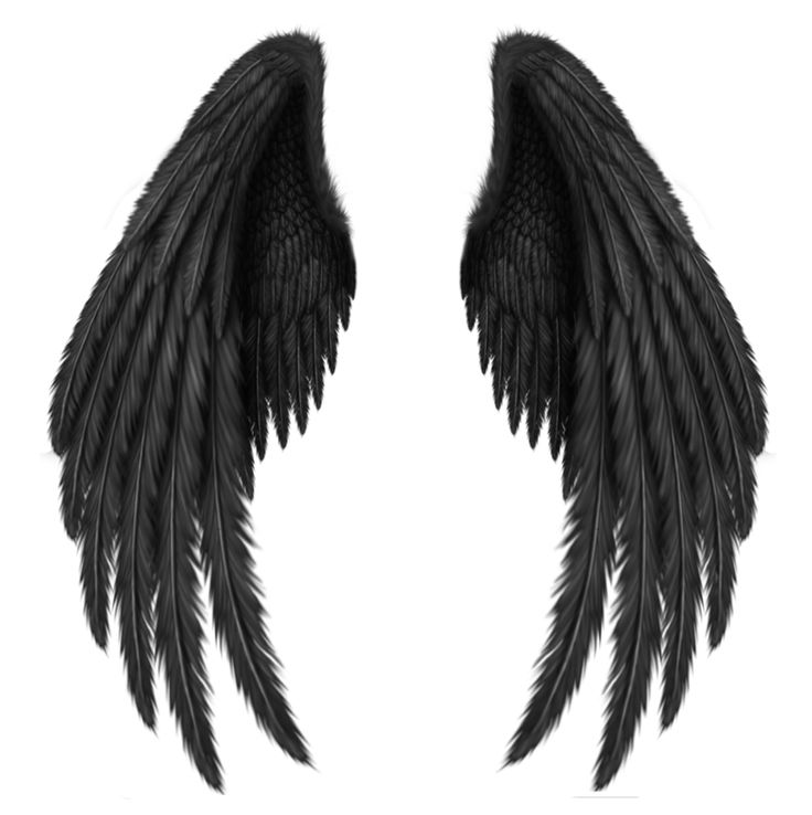 two black wings on a white background with no one in the photo looking at them