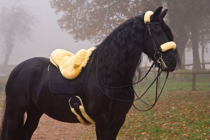 a black horse standing on top of a lush green field next to a forest covered in fog